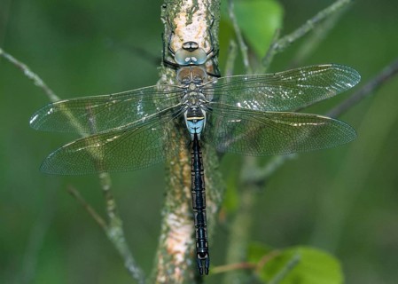 Anax Parthenope, Little King's Libelle, Lesser Emperor, Anisoptera, Damselflies, Dragonflies,