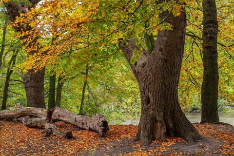 Wald an der Hunte bei Barneführer Holz in autumn, Barneführer Holz, Hatten, Lower Saxony, Germany