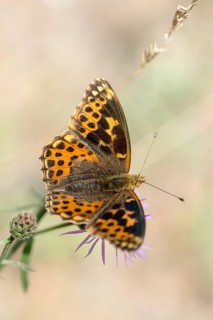 Aberration, argynnis lathonia, issoria lathonia, small mother-of-pearl butterfly, queen of Spain