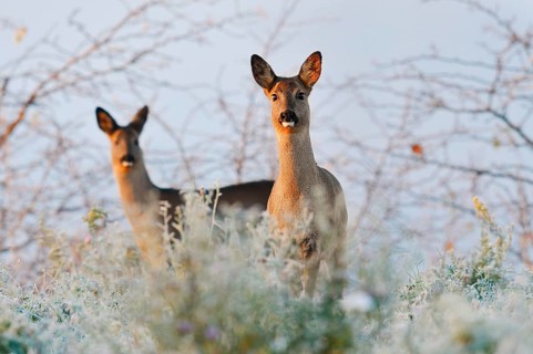 European roe deer (Capreolus capreolus), does in winter, North Rhine-Westphalia, Germany