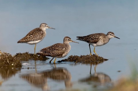 Bruchwasserlaeufer, tringa glareola, wood sandpiper, birds, charadriiformes, limikolen, mirror,