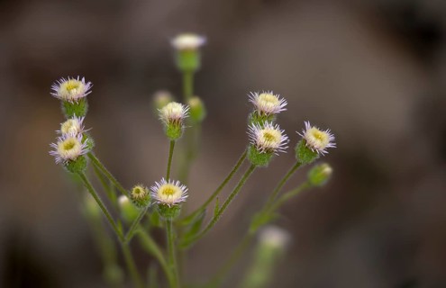 Asteraceae, professional herb, true professional herb, erigeron acris, daisy herb, bitter fleabane,