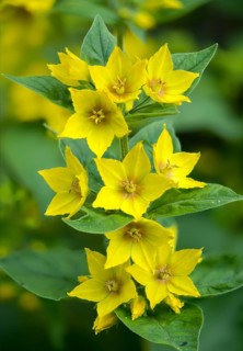 Glandular yellow willow, goldfelberich, lysimachia punctata, primrose, primulaceae, dotted willow,