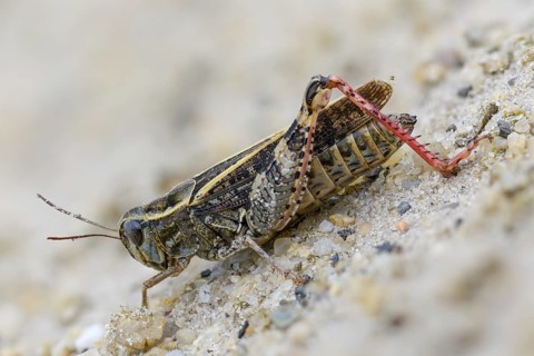 Acrididae, Brandenburg, Caelifera, Calliptamus italicus, Germany, field locust, Italian locust,