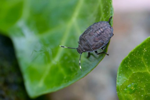 Field bug, gray garden bug, raphigaster nebulosa, bug, tree bug, insects, larva, larva, mottled