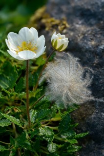 Dryas octopetala, rosaceae, rose family, silverroot, white silverroot, flora, high size, portrait,