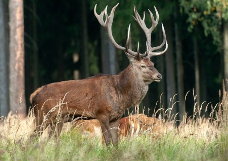 Artiodactyla, Cervus Elaphus, even-toed ungulate, cloven-hoofed, red deer, red deer, deer, mammals,