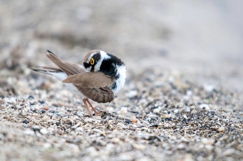 Charadrius dubius, plover, little ringed plover, birds, charadriiformes, limikolen, plower, plover,
