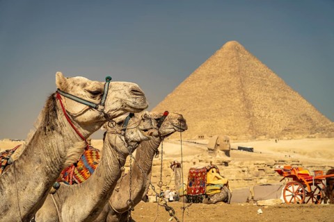Camels at the Pyramids of Giza, Egypt