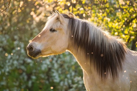 Fjord horse (Fjord pony, Norwegian), mare, portrait, evening light, in spring, blossoming trees in