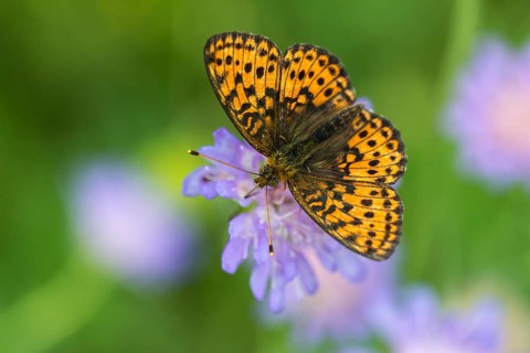 Brenthis Ino, Lesser Marbled Fritillary, Meadowsweet Pearl Butterfly, Purple Silver Butterfly,