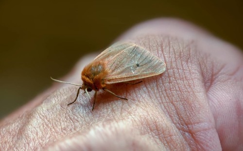 Phragmatobia fuliginosa, rust-wing, rust-winged bear, cinnamon bear, hand, insects, moths, moths,