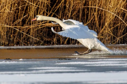 Mute swan (Cygnus olor), wildlife, Germany. A swan lands gracefully on the water, surrounded by