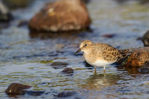 Temminck's Stint (Calidris temminckii), Greece
