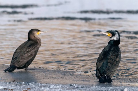 Black shag, cormorant, phalacrocorax carbo, adult, birds, ice, adult, sexually mature, ice,