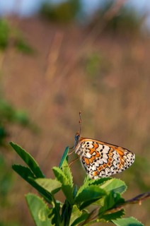 Brandenburg, common cheek moth, Germany, Glanville Fritillary, Melitaea Cinxia, Nabu, national