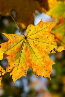 Acer platanoides, aceraceae, maple family, autumn colors, Norway maple, pointed maple, pointed