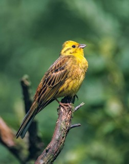 Emberiza citrinella, goldammer, yellowhammer, birds, high size, portrait format, leo, male,