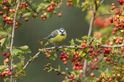 Blue tit (Cyanistes caeruleus) adult garden bird in a hedgerow with Hawthorn tree red berries in