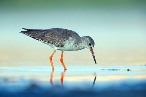 Redshank, (Tringa totanus), Animals, Birds, Snipe family, Raysut, Salalah, Sohar, Oman