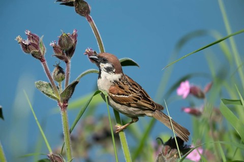 Tree sparrow (Passer montanus) adult bird on a red campion plant stem, England, United Kingdom