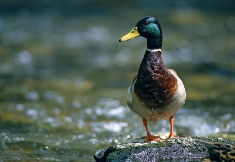 Anas platyrhynchos, mallard, mallard, anatidae, birds, breeding plumage, ducks, ducks, duck birds,