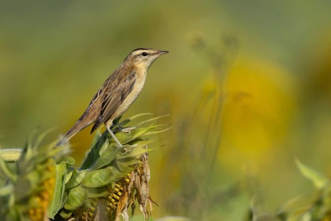Sedge warbler (Acrocephalus schoenobaenus) adult bird resting on a Sunflower seed head, England,