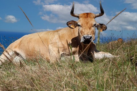 A cow native of Pas lies on the slopes of the Sain Vicente trail near Linera point in San vicente