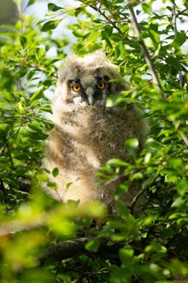 An owl chick sits amongst the green leaves and peeks out curiously, Long-eared Owl (Asio otus), a