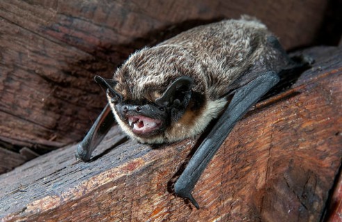 Leather-winged bat, parti-coloured bat, vespertilio murinus, bicolor bat, chiroptera, bats,