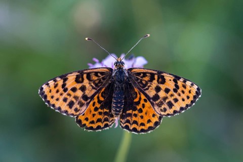 Fiery moth, Melitaea Didyma, red moth, spotted fritillary, butterfly, insects, butterfly,