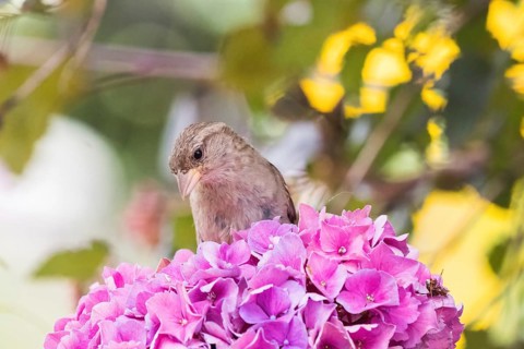 A house sparrow (Passer domesticus) sits pensively on pink hydrangeas, against a yellow-green