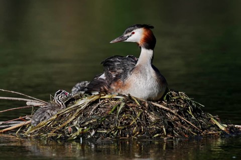 A great crested grebe (Podiceps cristatus) sits on its nest with its chick whilst incubating the