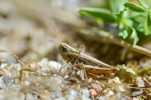 Acrididae, Caelifera, field locusts, gomphocerinae, heather grasshopper, small heather grasshopper,