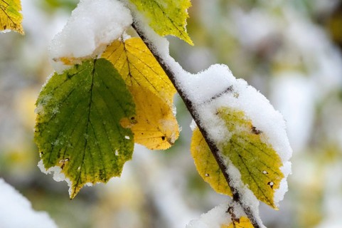 Autumn, detail, autumn, autumn leaves, snow, snow