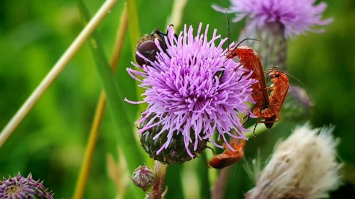 Common red soldier beetles (Rhagonycha fulva) mating on thorny plants in a rural setting in soft