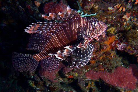 A Pacific red lionfish (Pterois volitans) with striking stripes and fins swims in the coral reef at