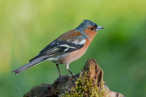 Common Chaffinch (Fringilla coelebs) male, Lower Saxony, Germany