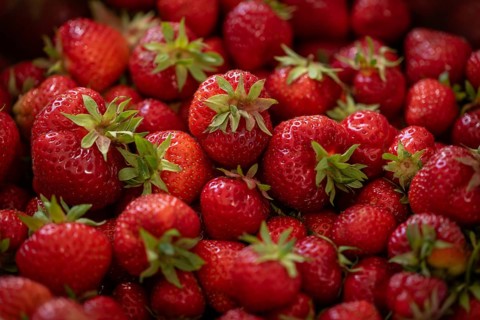 Freshly picked strawberries, Baden-Württemberg, Germany