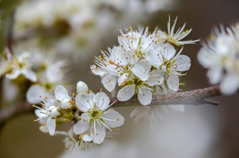 German acacia, hedthorn, Prunus spinosa, rosaceae, rose family, sour plum, sloe, blackthorn,