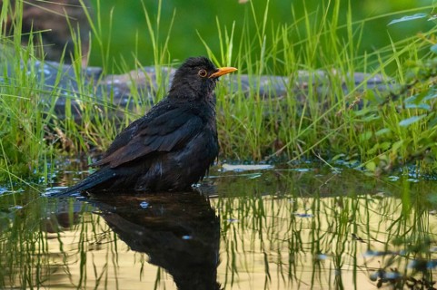 Blackbird, Turdus Merula, Bath, Bird Bath, Birds, Passeri, Songbirds, Songbirds, Potion, Birdbath,