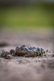 Close-up of a toad resting on the ground in its natural habitat, well camouflaged, natterjack toad