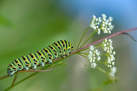 Papilio machaon, swallowtail, butterfly, inchworm, insects, caterpillar, butterflies, butterflies,
