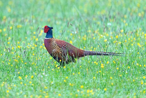 A pheasant cock (Phasianus colchicus torquatus) in a colourful meadow