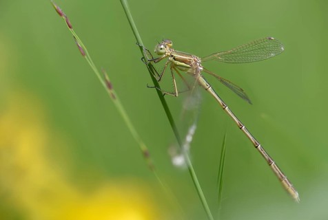 Leste Barbarus, Southern Emerald Damselfly, Southern Ruismaid, Damselflies, Dragonflies, Female,