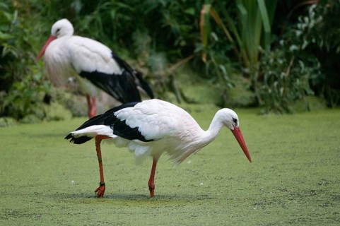 Ciconia ciconia, white stork, birds, ciconiiformes, walking birds, stork, stork, stork, storks,