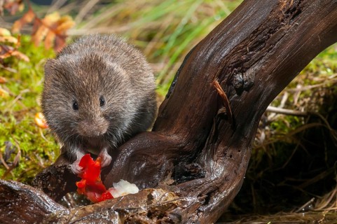 Earth mouse, field vole, microtus agrestis, rodents, rodentia, short-tailed vole, mammals, mouse,