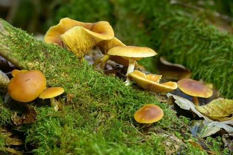 Common rustgill, fibrous ringed flammling, flammula hybrida, spotted leaf, flammling, spotted