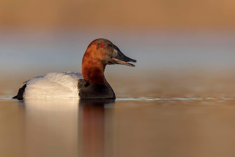 Canvasback (Aythya valisineria) swimming in a pond in Manitoba, Canada