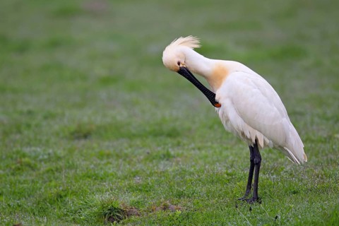 A spoonbill (Platalea leucorodia) in a meadow. Texel. Netherlands